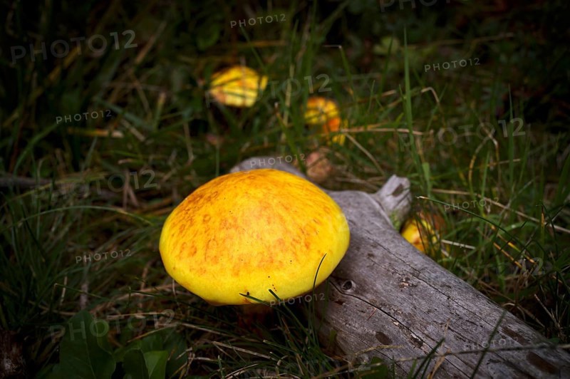 Golden larch mushroom (Suillus grevillei) Golden larch mushroom, Almenweg, Klammeben, Hirzer near Saltaus, Schenna, Scena, Passeier Valley, South Tyrol, Autonomous Province of Bolzano, Italy, Europe