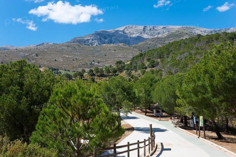 Hiking trail through green trees in a hilly mountain landscape under a blue sky, La Maroma mountain, Área Recreativa de Sedella, Parque Natural de las Sierras de Tejeda, Almijara and Alhama, Málaga province, Malaga, Andalusia, Spain, Europe