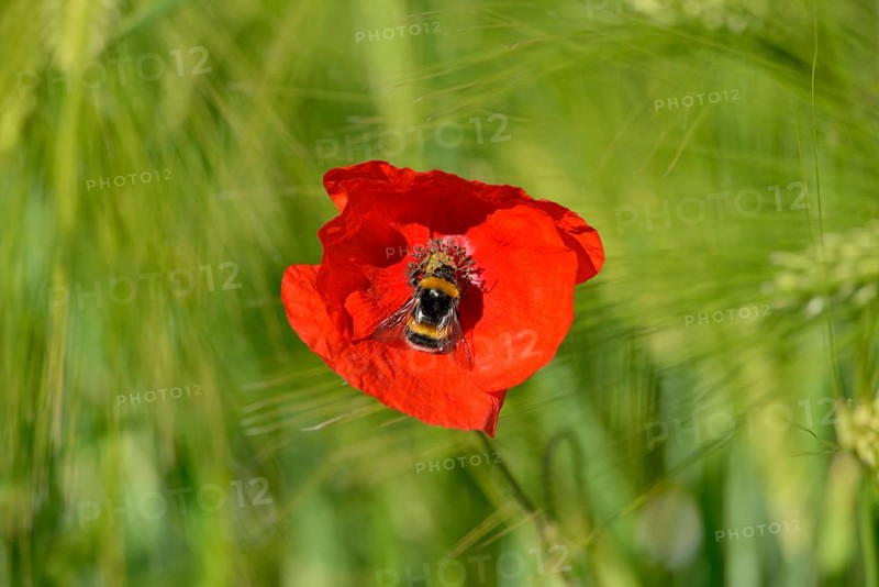 Poppy flowers (Papaver rhoeas) in a green cereal field, flower with a dark bumblebee (Bombus terrestris), North Rhine-Westphalia, Germany, Europe