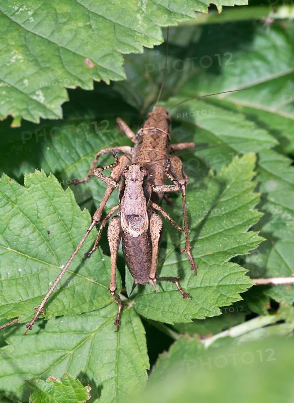 Dark bush-cricket (Pholidoptera griseoaptera) or common bush cricket, male and female mating on blackberry leaves (Rubus sect. Rubus), Mecklenburg Lake District, Mecklenburg-Western Pomerania, Germany, Europe