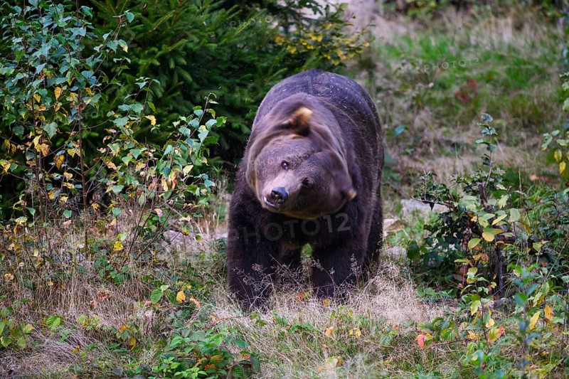 Brown bear (Ursus arctos) shaking its head, captive, Neuschönau enclosure, Bavarian Forest National Park, Bavaria, Germany, Europe