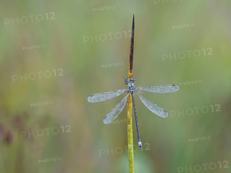 Emerald Damselfly (Lestes sponsa) sits on a rush stalk, the first rays of sunlight dry the wings, which are wetted by the morning dew, North Rhine-Westphalia, Germany, Europe