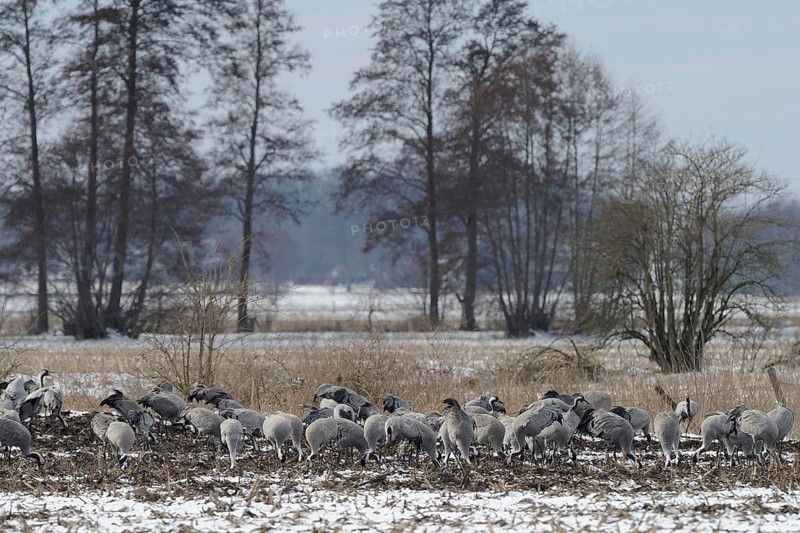 Cranes (grus grus) resting on their southbound migration while foraging in a harvested maize field in light snow, North Rhine-Westphalia, Germany, Europe