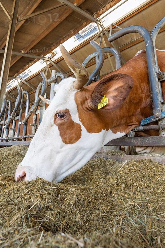 A cow eats hay from a metal trough in the barn, close-up of the head and the horns, Haselstaller Hof, Gechingen, Black Forest, Germany, Europe