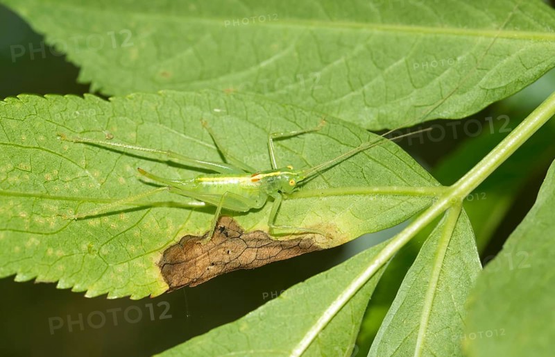 Southern oak bush cricket (Meconema meridionale), female resting on a leaf, close-up, macro photograph, Eastern Harz, Saxony-Anhalt, Germany, Europe