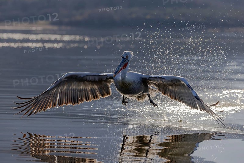 Dalmatian pelican (Pelecanus crispus), flying against the light, during take-off, magnificent plumage, Lake Kerkini, Greece, Europe