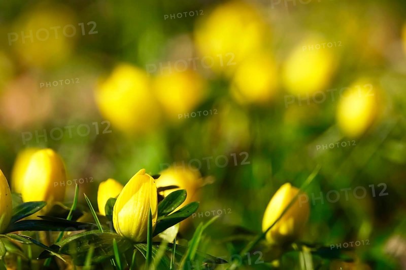 Winter aconites (Eranthis hyemalis), Germany, Europe