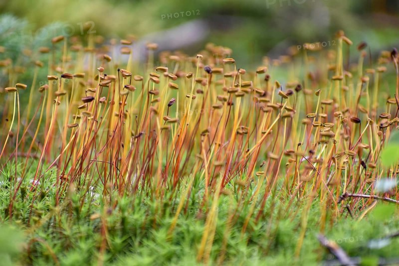 Spore capsules of the golden lady's moss (Polytrichum commune), seen in the Pechschnait near Traunstein, Upper Bavaria, Germany, Europe