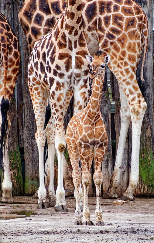 Rothschild's giraffe (Giraffa camelopardalis rothschildi), juvenile with adult giraffes, captive, Germany, Europe