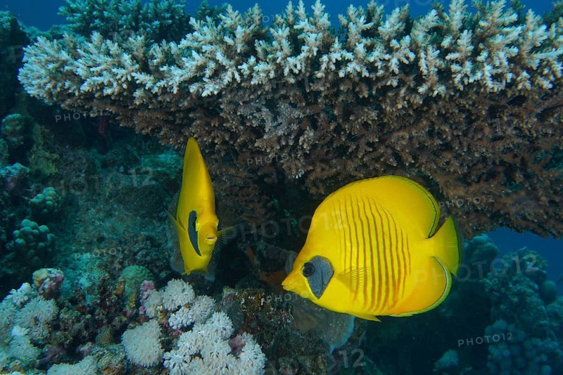 Pair of bluecheek butterflyfish (Chaetodon semilarvatus) under Pharaoh's antler coral (Acropora pharaonis), dive site Small Gifton, Hurghada, Egypt, Red Sea, Africa