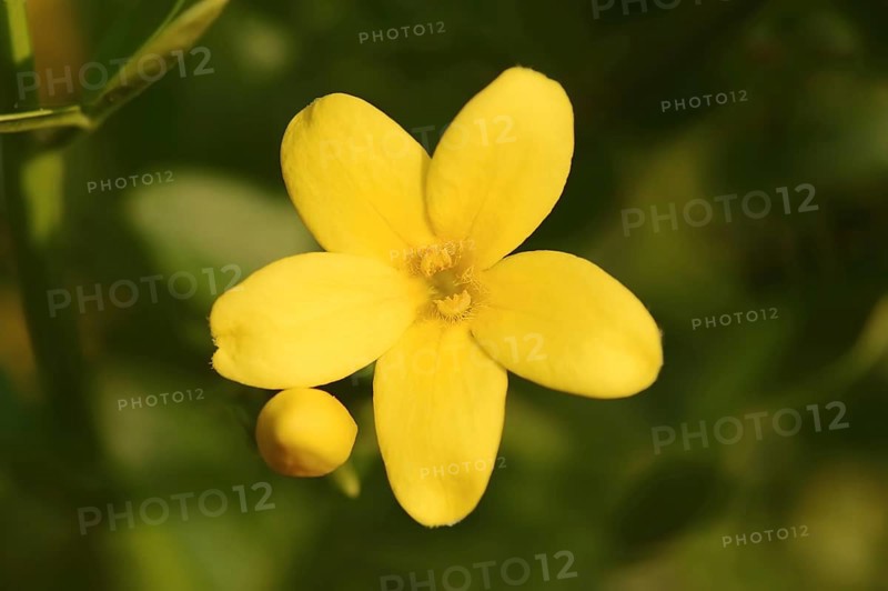 Shrub jasmine or shrubby jasmine (Chrysojasminum fruticans, Jasminum fruticans), flower, Provence, southern France