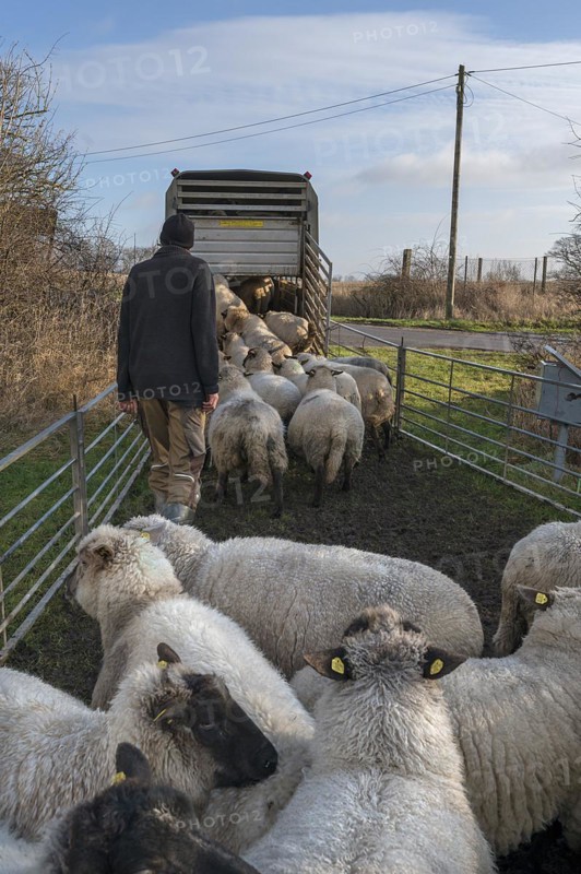 Shepherd loading his sheep into a double-decker livestock trailer, Mecklenburg-Western Pomerania, Germany, Europe
