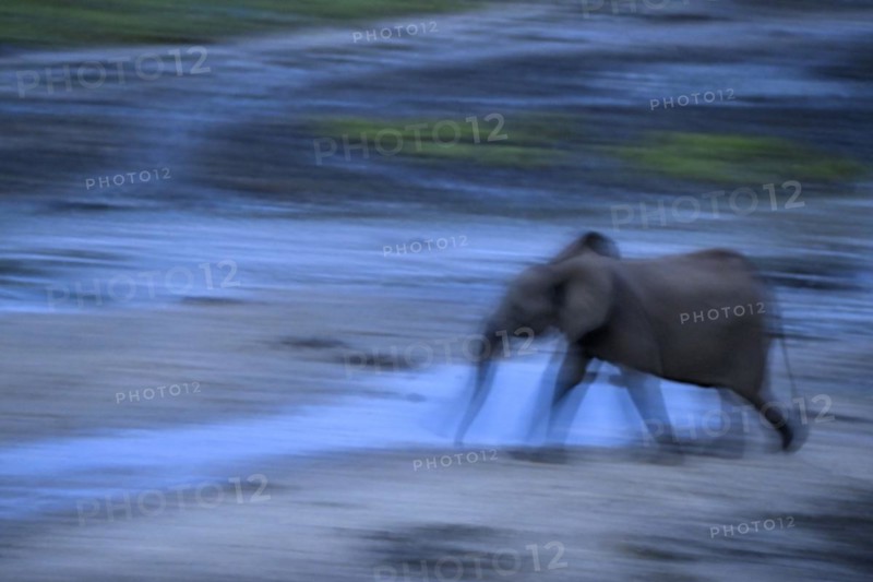 African forest elephant (Loxodonta cyclotis) in the Dzanga Bai forest clearing, blue hour, Dzanga-Ndoki National Park, Unesco World Heritage Site, Dzanga-Sangha Complex of Protected Areas (DSPAC), Sangha-Mbaéré Prefecture, Central African Republic, Africa