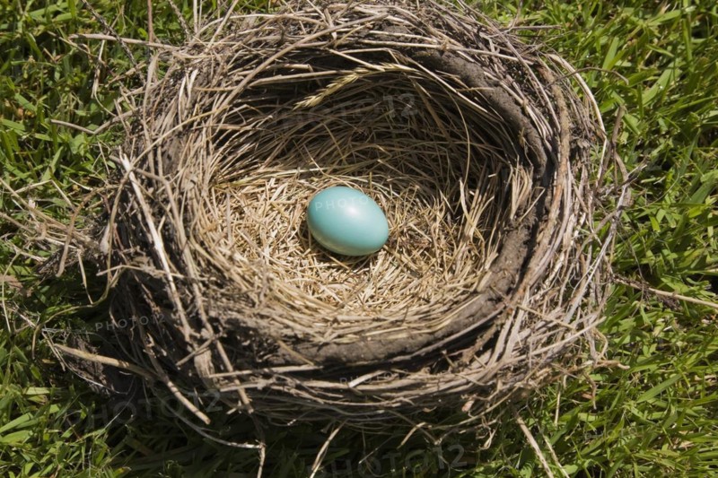 Close-up of Turdus migratorious, American Robin bird nest made of twigs, straw and dried mud with single turquoise blue egg on green grass lawn background, Quebec, Canada, North America