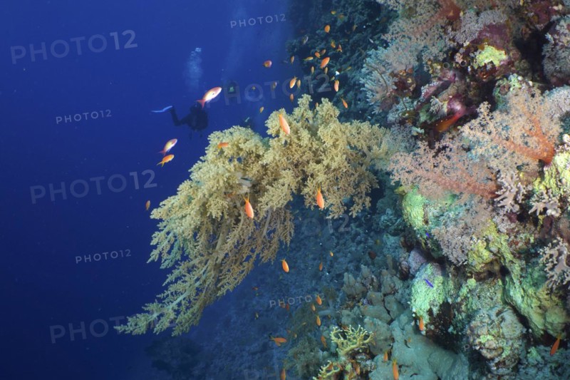 Broccoli tree (Litophyton arboreum), Dangerous Reef dive site, St Johns Reef, Saint Johns, Red Sea, Egypt, Africa