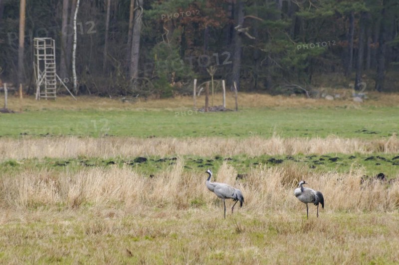Two cranes (Grus grus) in Teufelsbruch, Waren, Müritz, Heilbad, Müritz National Park, Mecklenburg Lake District, Mecklenburg, Mecklenburg-Western Pomerania, Germany, Europe