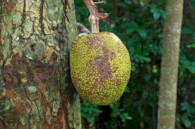 Ripe jackfruit tree (Artocarpus heterophyllus) hanging from a tree, Koh Samui, Thailand, Asia