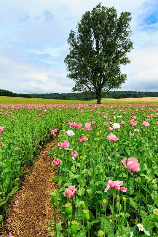 Hiking trail in an opium poppy (Papaver somniferum), solitary tree in a poppy field, pink flowers and seed capsules, Germerode, Meißner, Geo-nature park Park Frau-Holle-Land, Hesse, Germany, Europe