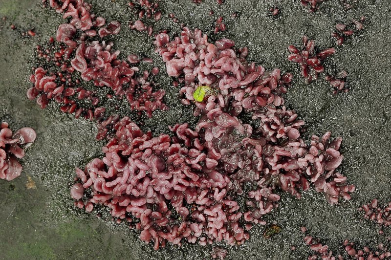 Flesh-red gall tumbler (Coryne dubia, Ascocoryne sarcoides), secondary fruit form or conidial form, North Rhine-Westphalia, Germany, Europe