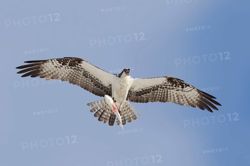 Western osprey (Pandion haliaetus) flying with preyed fish, Everglades National Park, Florida, USA, North America