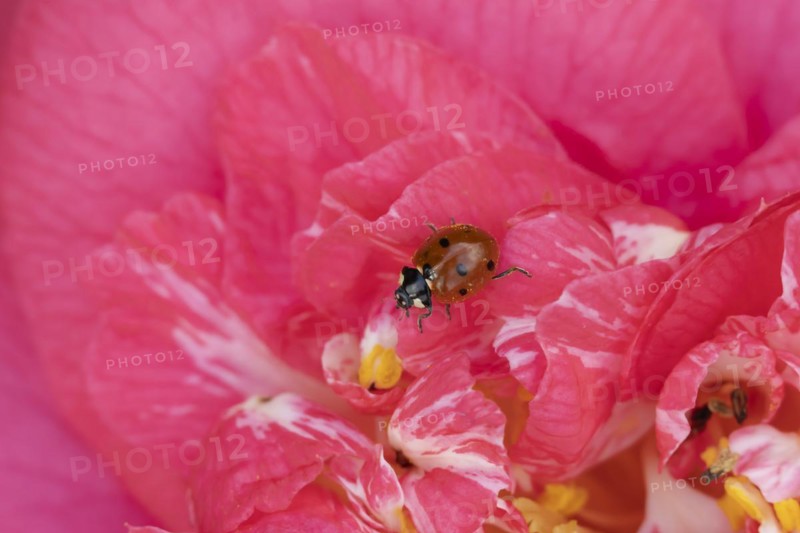 Seven-spot ladybird (Coccinella septempunctata) adult insect on a pink garden Camellia flower in springtime, Suffolk, England United Kingdom