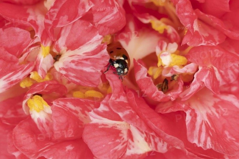Seven-spot ladybird (Coccinella septempunctata) adult insect on a pink garden Camellia flower in springtime, Suffolk, England United Kingdom