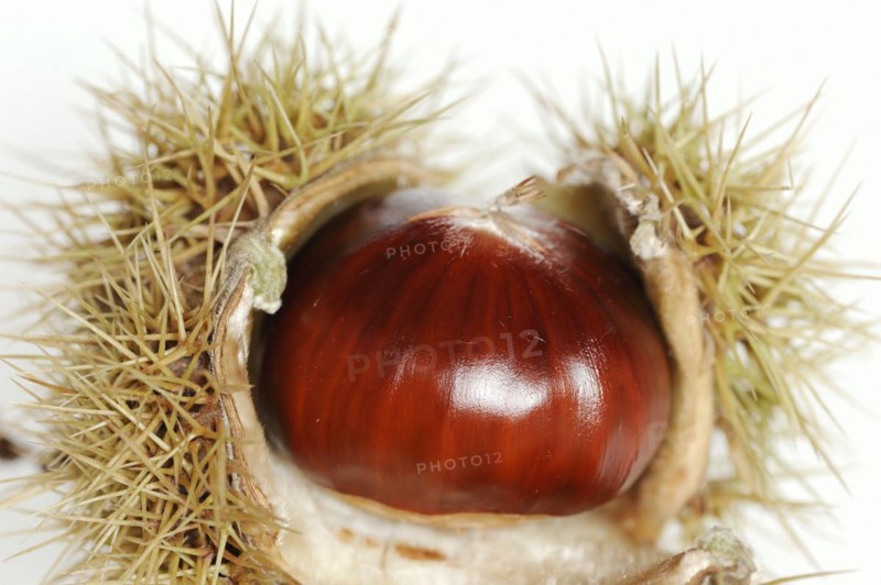 Sweet chestnut or sweet chestnut (Castanea sativa), fruit, chestnut on a white background