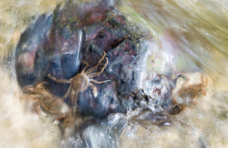 Several chinese mitten crab (Eriocheir sinensis), invasive species, neozoon, crabs, juveniles, clinging to a rock on their migration upstream, fast-flowing, moving water washes around stones, rapids, motion blur conveys the flow speed, reflections of the sun make the image appear, river, body of water, barrage of the Elbe in Geesthacht, wiping effect, long exposure, soft focus, Lower Saxony, Schleswig-Holstein, Germany, Europe