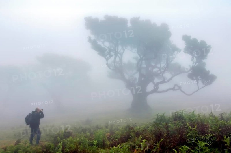 Eine Person neben einem großen Baum umhüllt von dichtem Nebel in einer friedvollen Naturlandschaft, Lorbeerwald, Fanal, Madeira