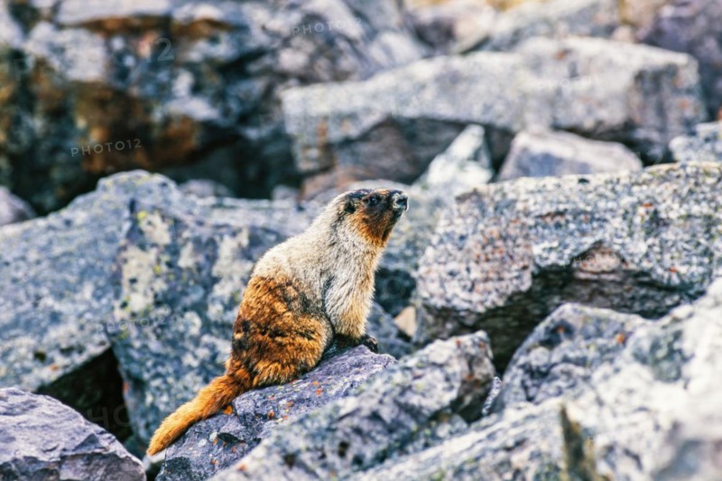 Hoary marmot (Marmota caligata) sitting on a rock at a rockfall scree, Banff National Park, Canada, North America