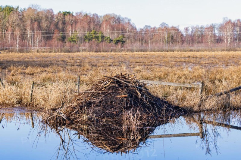 Beaver lodge in a flooded meadow landscape