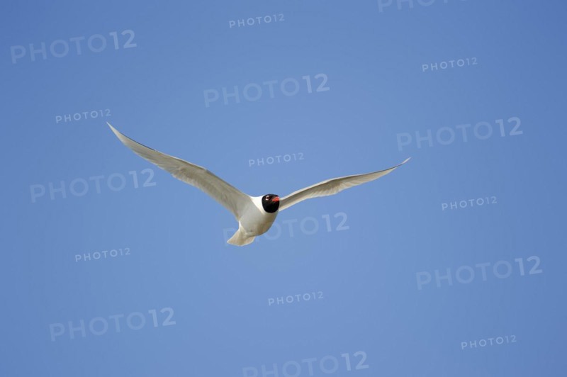 Herring Gull (Ichthyaetus melanocephalus, Larus melanocephalus), flying, Camargue, Provence, southern France