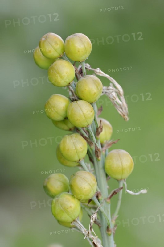 White asphodel (Asphodelus albus), fruit clusters, Provence, southern France