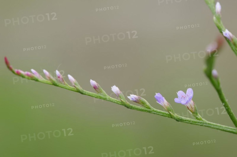 Narrow-leaved sea lilac (Limonium narbonense, Limonium angustifolium), Camargue, Provence, southern France