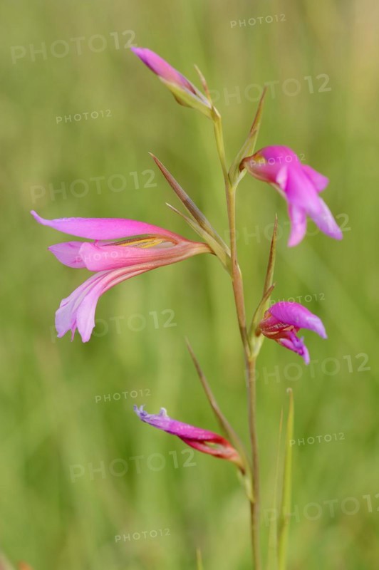 Illyrian gladiolus or wild gladiolus (Gladiolus illyricus), flowers, Camargue, Provence, southern France