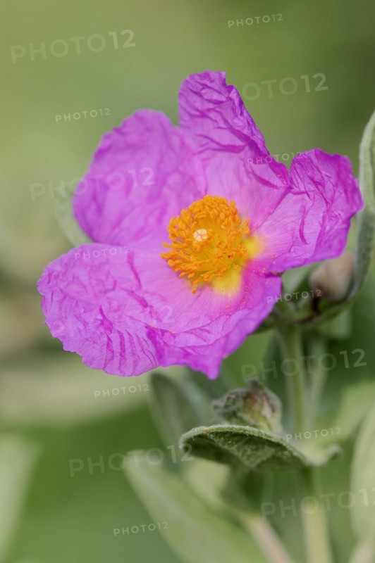 White-leaved rock rose (Cistus albidus), flower, Provence, southern France