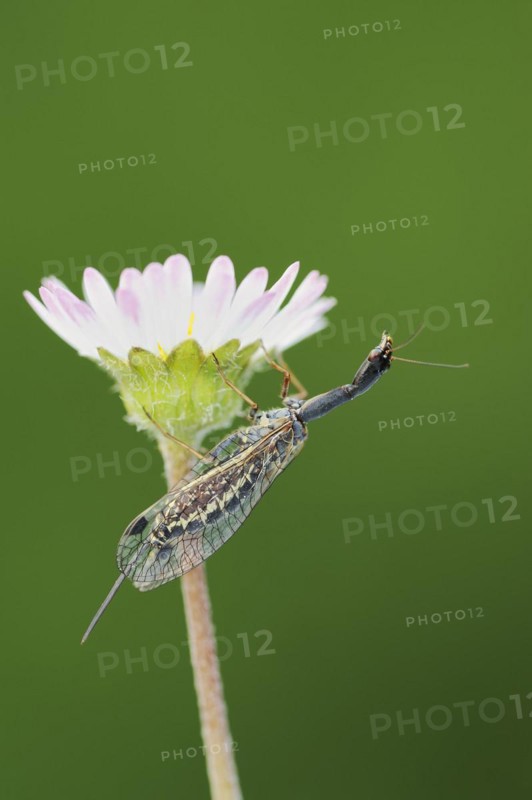 Camel-necked fly (Raphidia mediterranea), female on the flower of the common daisy (Bellis perennis), Provence, southern France