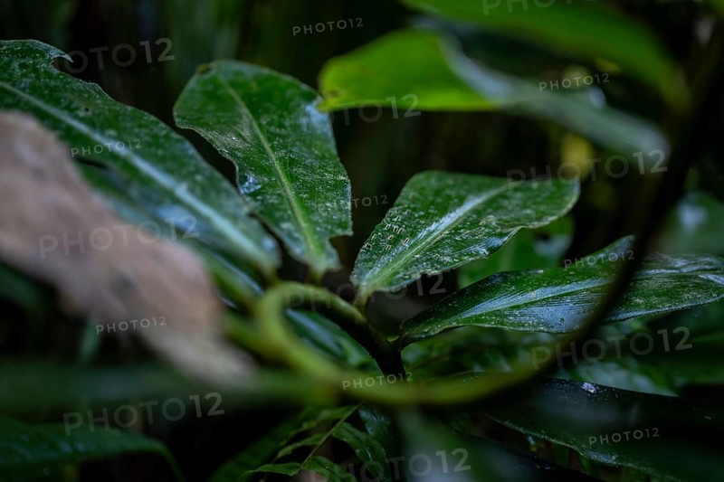Plant, Details in the jungle, Dense vegetation, Tortuguero National Park, Costa Rica, Central America