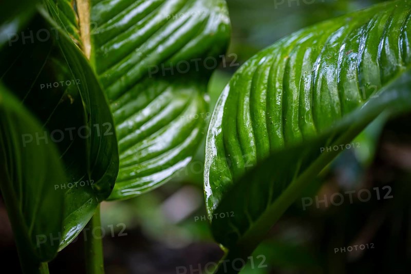 Plant, Details in the jungle, Dense vegetation, Tortuguero National Park, Costa Rica, Central America