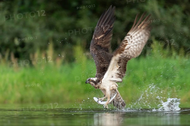 Western osprey (Pandion haliaetus) hunting, Aviemore, Scotland, Great Britain