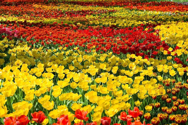 Flower meadow with colourful tulips, Mainau Island, Lake Constance, Baden-Württemberg, Germany, Europe