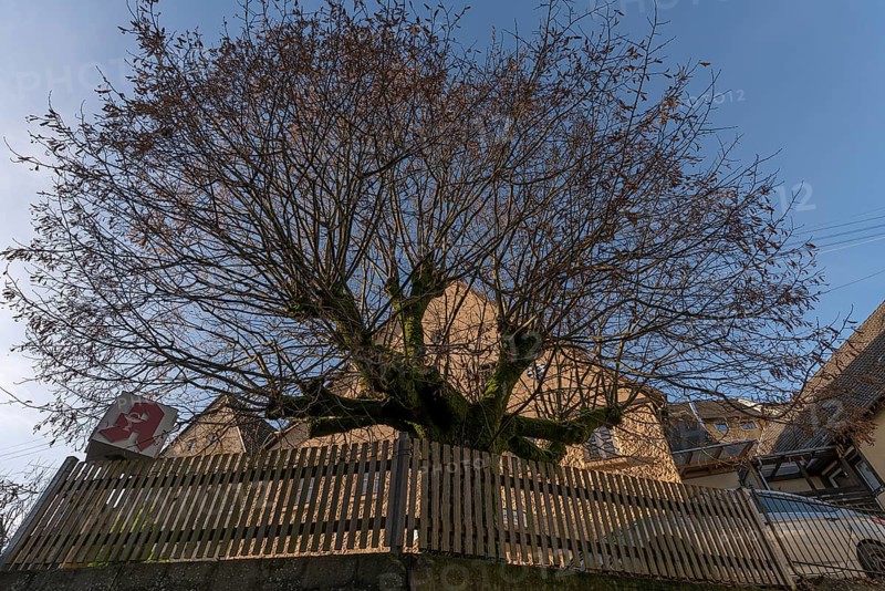 Bald linden tree (Tilia) in late autumn, Egloffstein, Upper Franconia, Bavaria, Germany, Europe