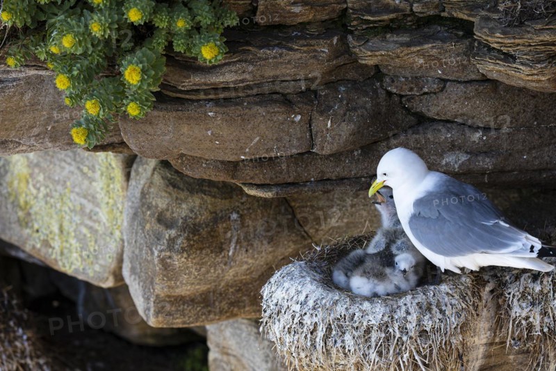 Kittiwake (Rissa tridactyla), chick on nest begging for food, Varanger, Finnmark, Norway, Europe