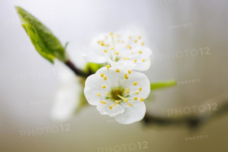 Blossom plum tree, Germany, Europe