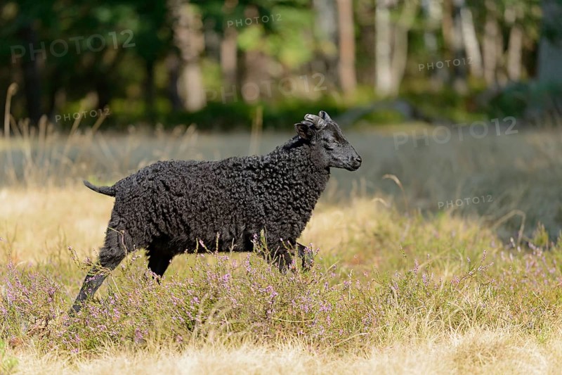 Heidschnucke (Ovis aries), black lamb of the bell heather, Südheide Nature Park, Lüneburg Heath, Lower Saxony, Germany, Europe
