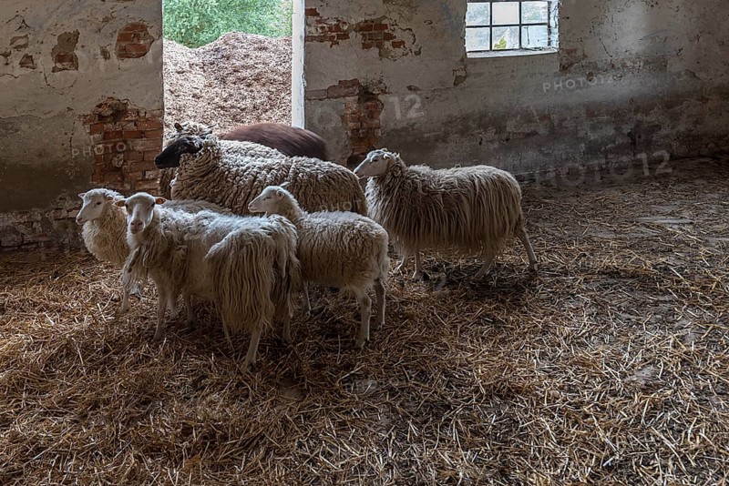 Sheep in a straw-bedded barn, Soay sheep in the front, no longer need to be shorn, black-headed sheep in the back, Mecklenburg-Western Pomerania, Germany, Europe