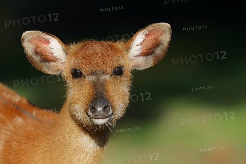 Western sitatunga or swamp antelope (Tragelaphus spekii gratus), female, portrait, captive, occurrence in Africa