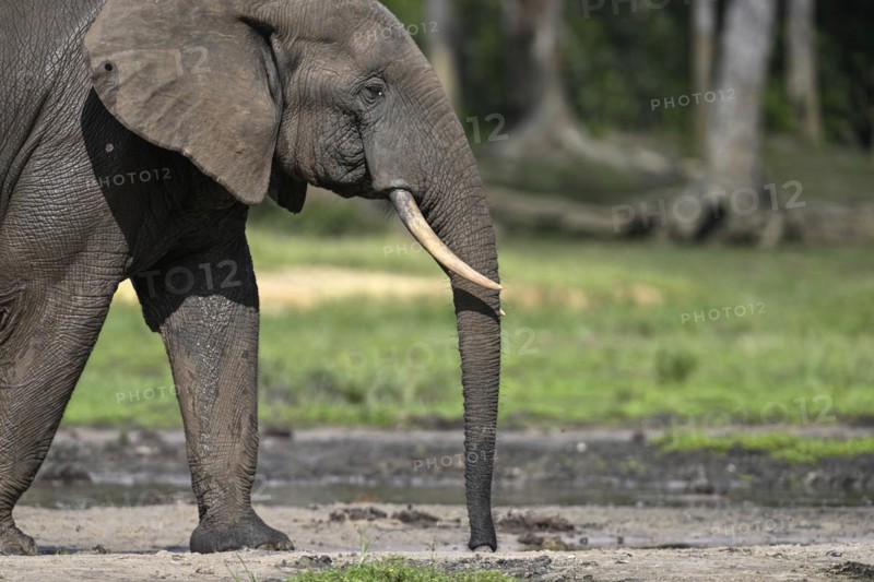 African forest elephant (Loxodonta cyclotis) in the Dzanga Bai forest clearing, Dzanga-Ndoki National Park, Unesco World Heritage Site, Dzanga-Sangha Complex of Protected Areas (DSPAC), Sangha-Mbaéré Prefecture, Central African Republic, Africa
