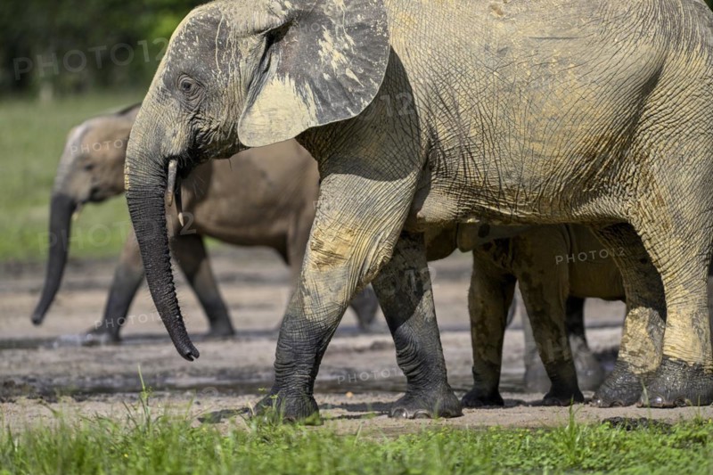 African forest elephants (Loxodonta cyclotis) in the Dzanga Bai forest clearing, Dzanga-Ndoki National Park, Unesco World Heritage Site, Dzanga-Sangha Complex of Protected Areas (DSPAC), Sangha-Mbaéré Prefecture, Central African Republic, Africa