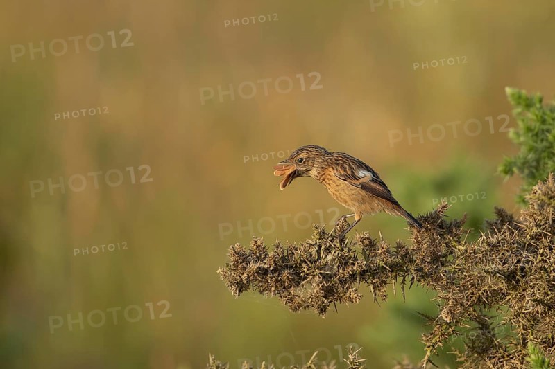 European stonechat (Saxicola rubicola) juvenile bird feeding on a moth, Suffolk, England, United Kingdom, Europe
